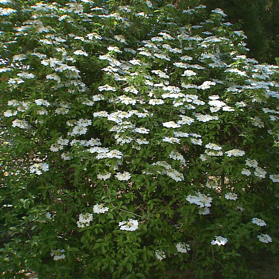 御影堂供華園 「瓊花（けいか）」特別開園